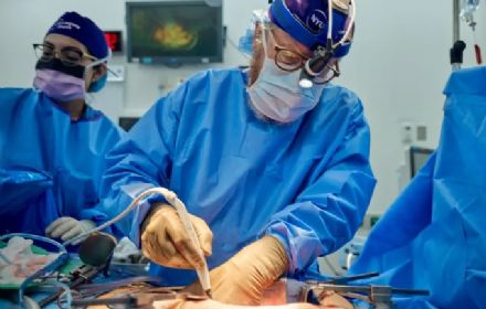 Breakthrough Pig Kidney Transplant in Brain-Dead Patient Marks Revolutionary Step in Organ Transplantation