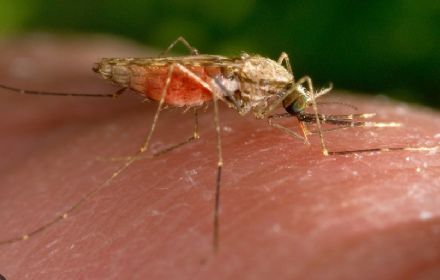 Locally Acquired Malaria Case Emerges in Maryland; Health Officials Respond