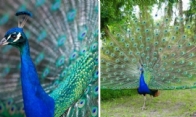 Peacock Meaning: Power, Beauty, and Spiritual Symbolism